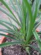 pandanus dwarf