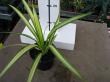 pandanus yellow variegata