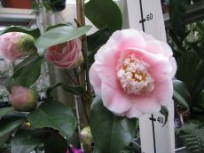 camellia japonica " chandleri elegans lauterbach "