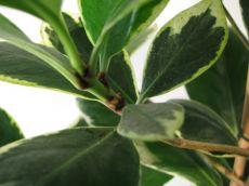 corynocarpus leavigata