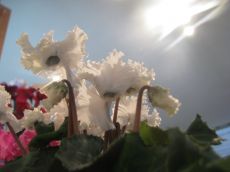 cyclamen gefranjer