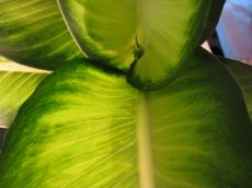 dieffenbachia