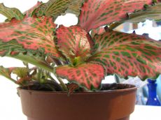 fittonia