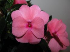 impatiens new guinea