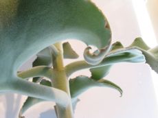 kalanchoe beharensis