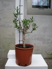 olea