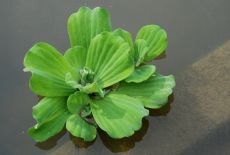 pistia stratiotes -piscia , babelka