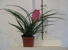 tillandsia cyanea