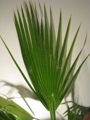 washingtonia filifera