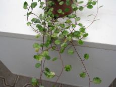 muhlenbeckia variegata