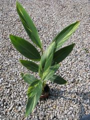 alpinia