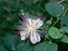 Capparis spinosa - kapara, kapari