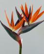 strelitzia