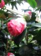 camelia