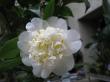 camellia x williamsii " jury´s yellow " - kamélie