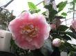 camellia japonica " chandleri elegans lauterbach "