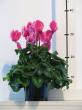 cyclamen "magnum mix"