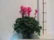 cyclamen "magnum mix"