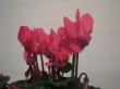 cyclamen