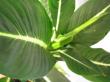 dieffenbachia