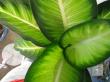 dieffenbachia