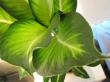 dieffenbachia