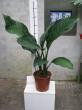 dieffenbachia " big ben"