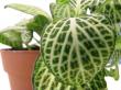 fittonia