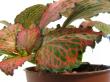 fittonia