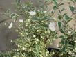 Myrta - Myrtus communis variegata
