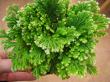 selaginella