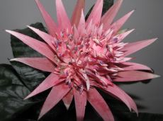 aechmea fasciata