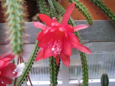 aporocactus malisonii