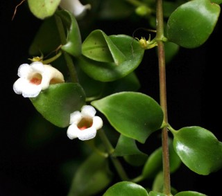 codonanthe crassifolia