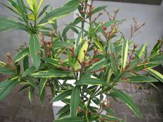 nerium oleander