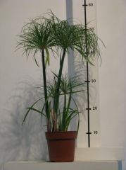 cyperus papyrus