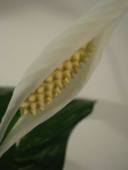 spathiphyllum