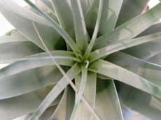 tillandsia xerographica