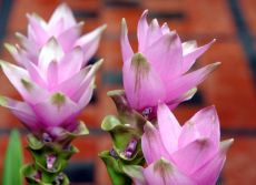 curcuma alismatifolia