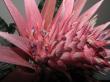 aechmea fasciata