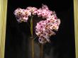 phalaenopsis