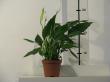 spathiphyllum