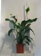 spathiphyllum