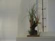 tillandsia epifyt mix