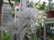 tillandsia