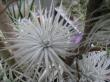 tillandsia