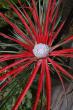 bromelia fascicularia "bicolor" - venkovní bromelie