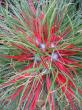 bromelia fascicularia "bicolor" - venkovní bromelie