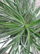 bromelia fascicularia "bicolor" - venkovní bromelie