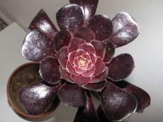 aeonium arboreum